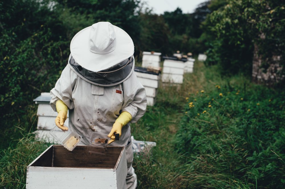 Bienenwirtschaft